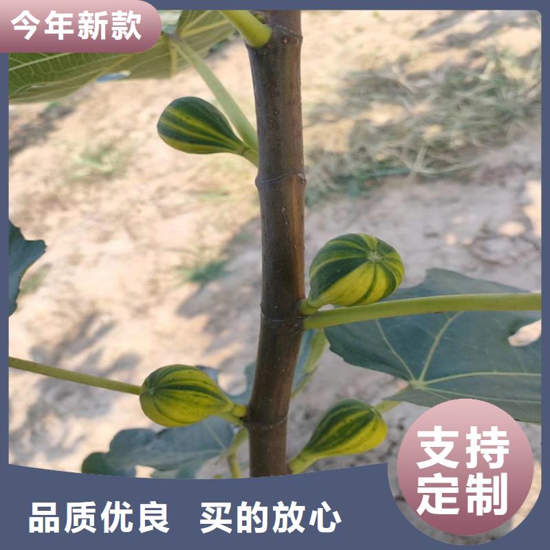 无花果,【苹果苗】好产品价格低