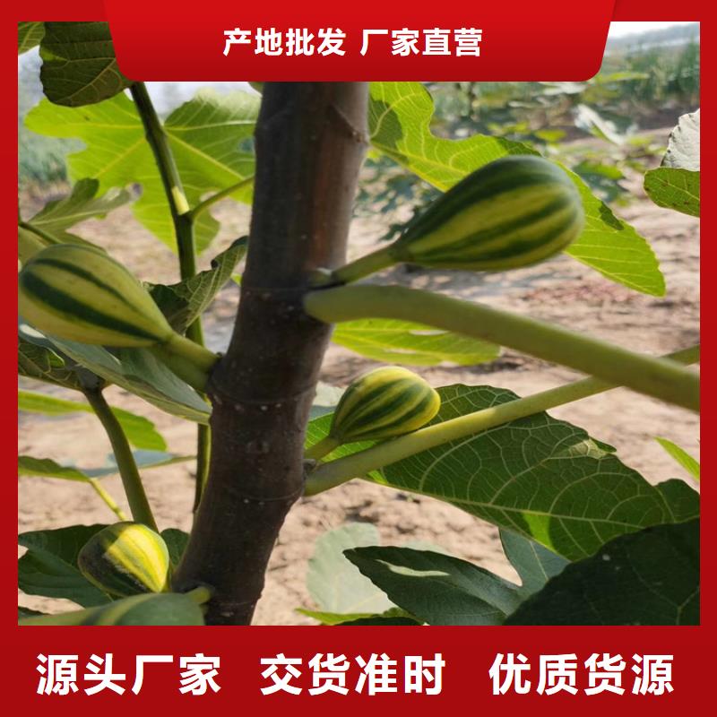 无花果苹果苗经久耐用