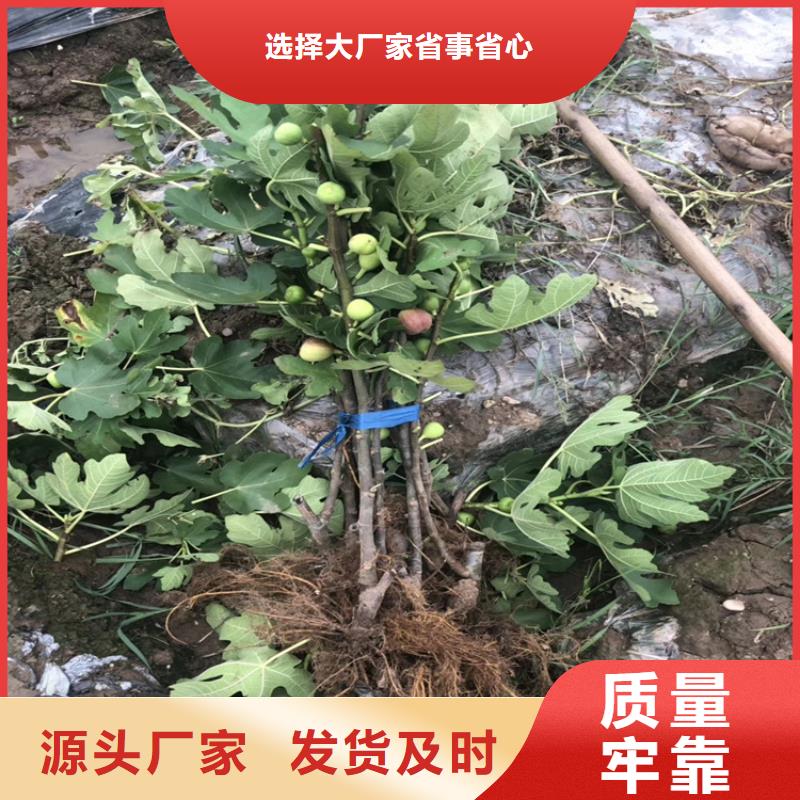 无花果【玛瑙红石榴苗】现货供应