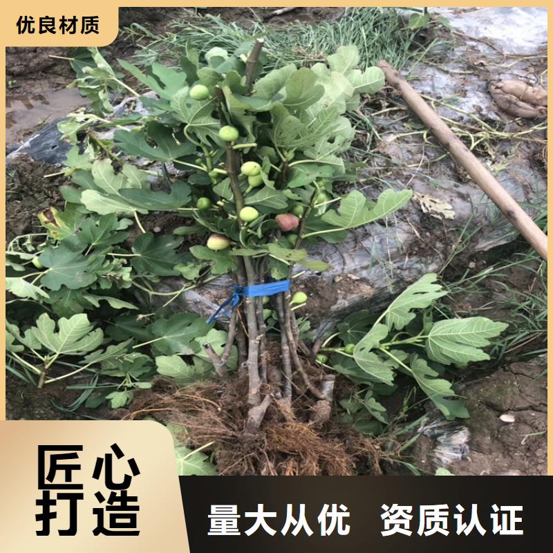 无花果石榴树专业厂家