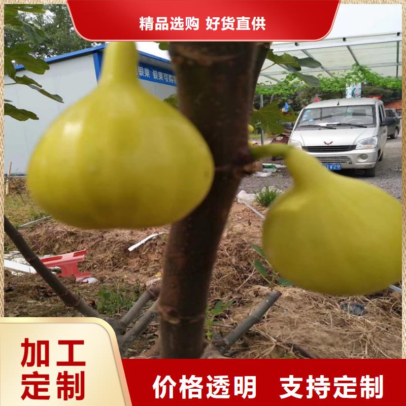 无花果李子苗款式多样