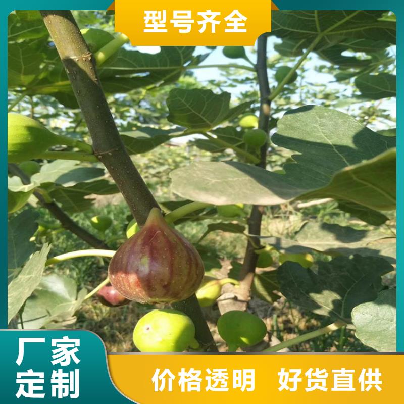 无花果樱桃苗随心所欲定制