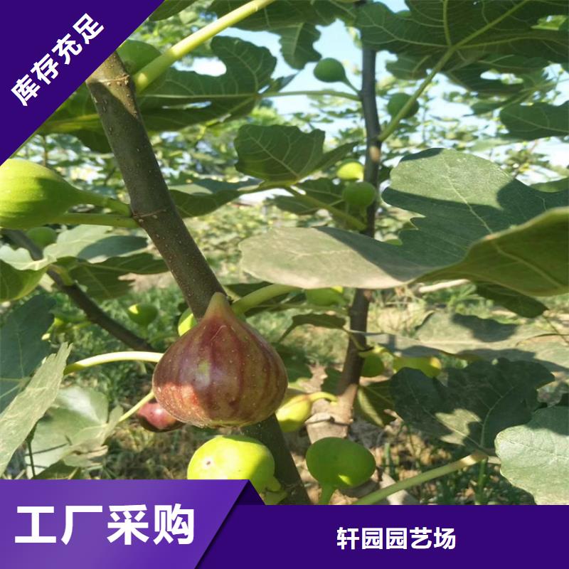 无花果树苗适合种植地区