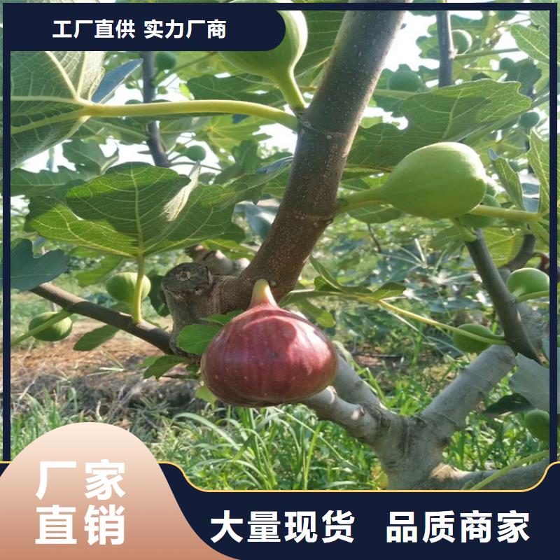 无花果李子苗款式多样