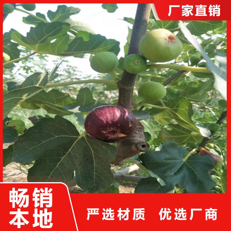 无花果樱桃苗品牌专营