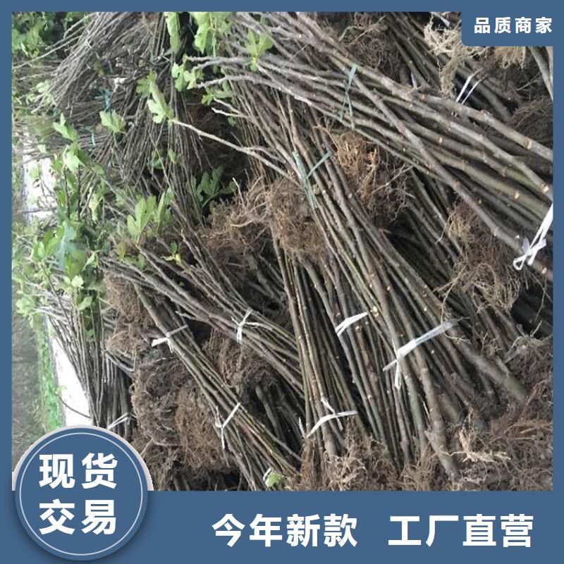 无花果苹果苗厂家