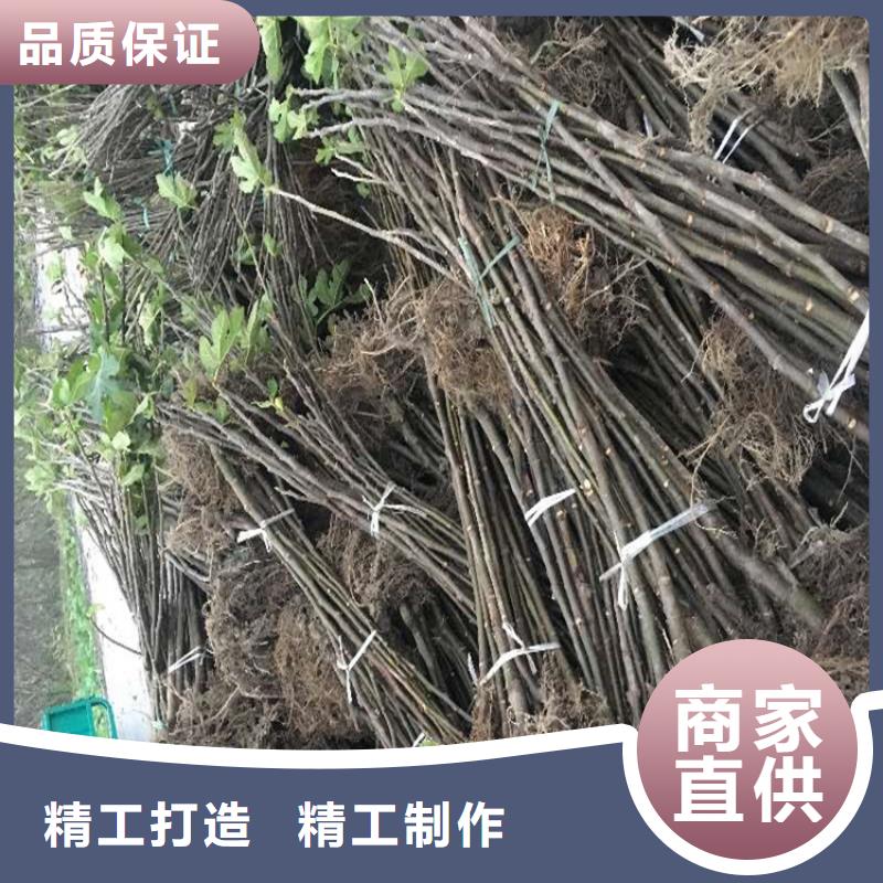 【无花果】红颜草莓实力派厂家