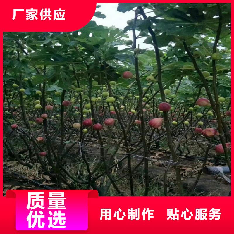 【无花果】蓝莓苗产品优势特点