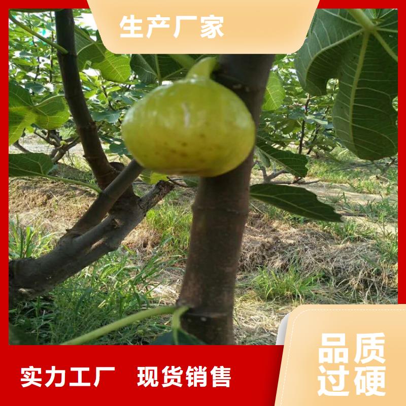 紫果无花果苗怎么防虫/轩园园艺场