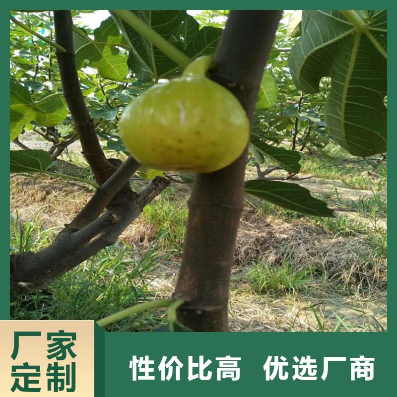 紫果无花果苗怎么吃/轩园园艺场