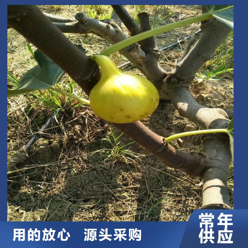 无花果_猕猴桃苗源头把关放心选购