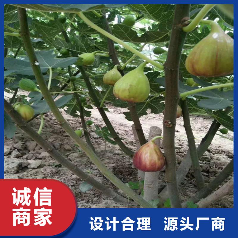 大青皮无花果苗经济效益