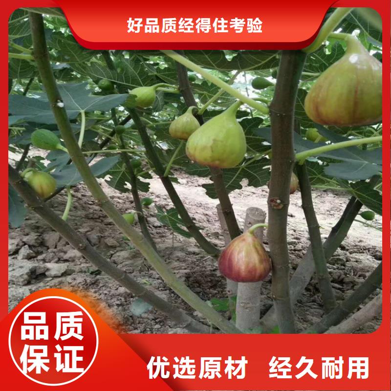 无花果樱桃苗工厂现货供应