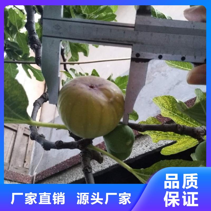 无花果苗批发