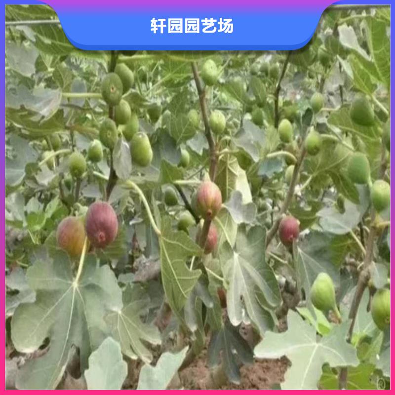 无花果蓝莓苗按需定制