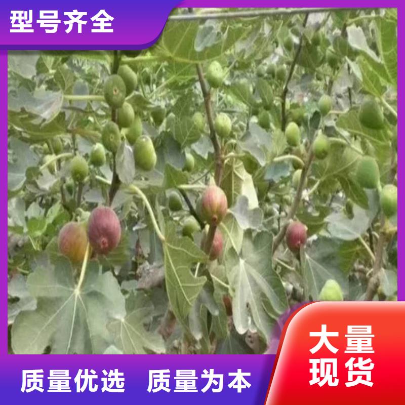 大青皮无花果苗怎么防虫/轩园园艺场