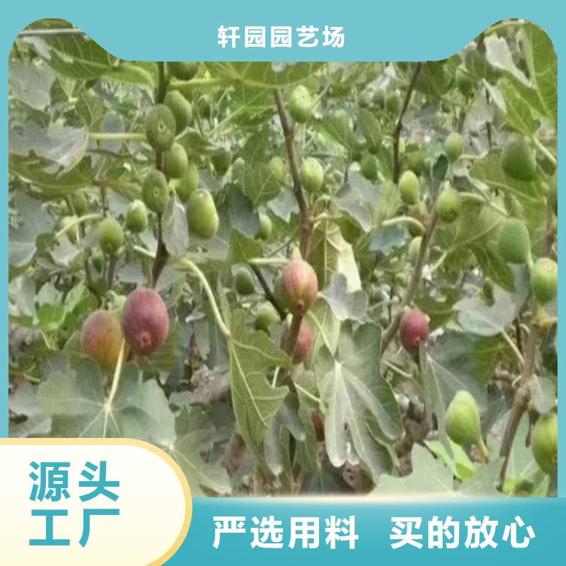 无花果杏树苗量大更优惠