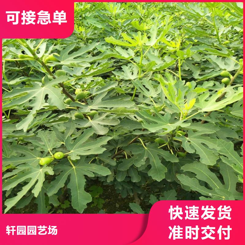 无花果苹果苗经久耐用