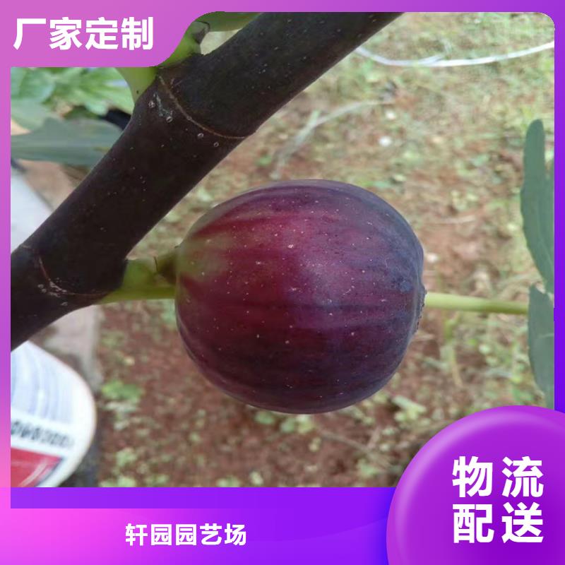 无花果,樱桃苗欢迎来厂考察