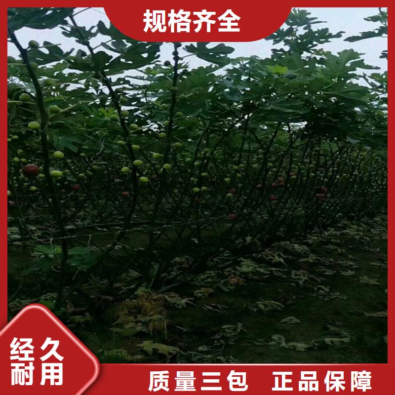 无花果蓝莓苗按需定制