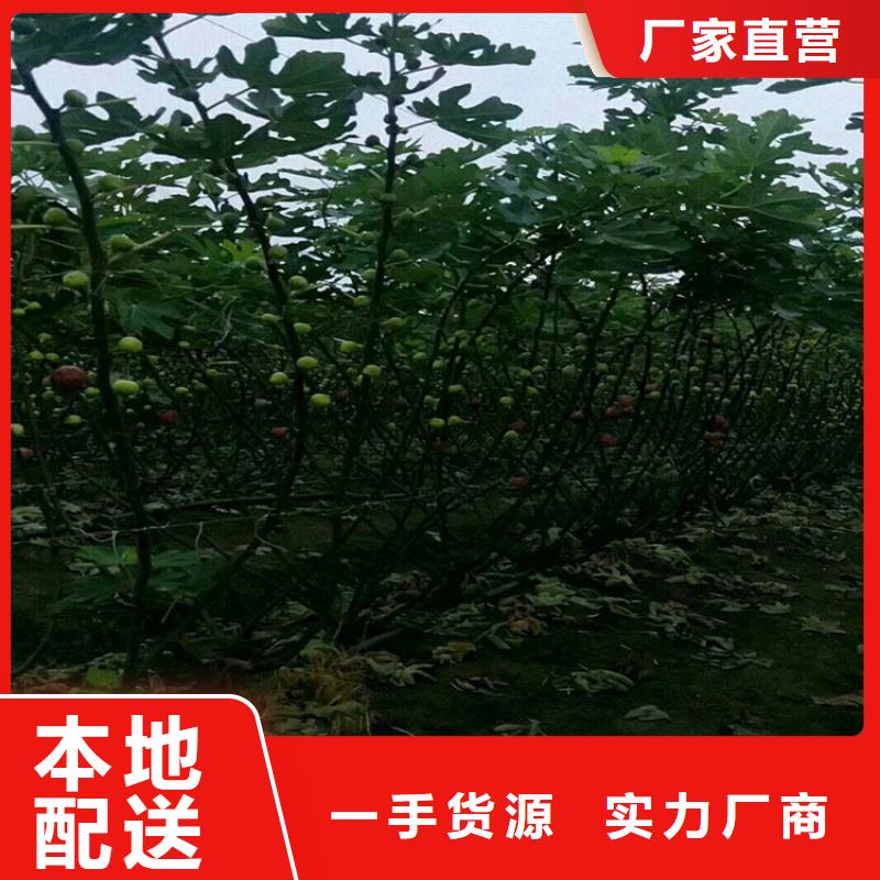 无花果石榴树自有生产工厂