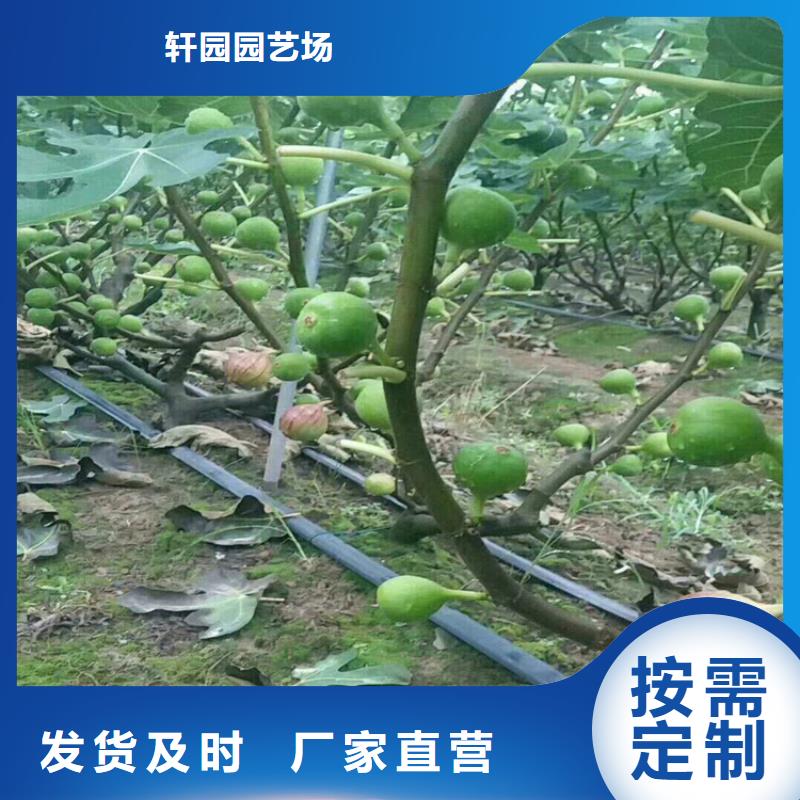 无花果樱桃苗工厂现货供应