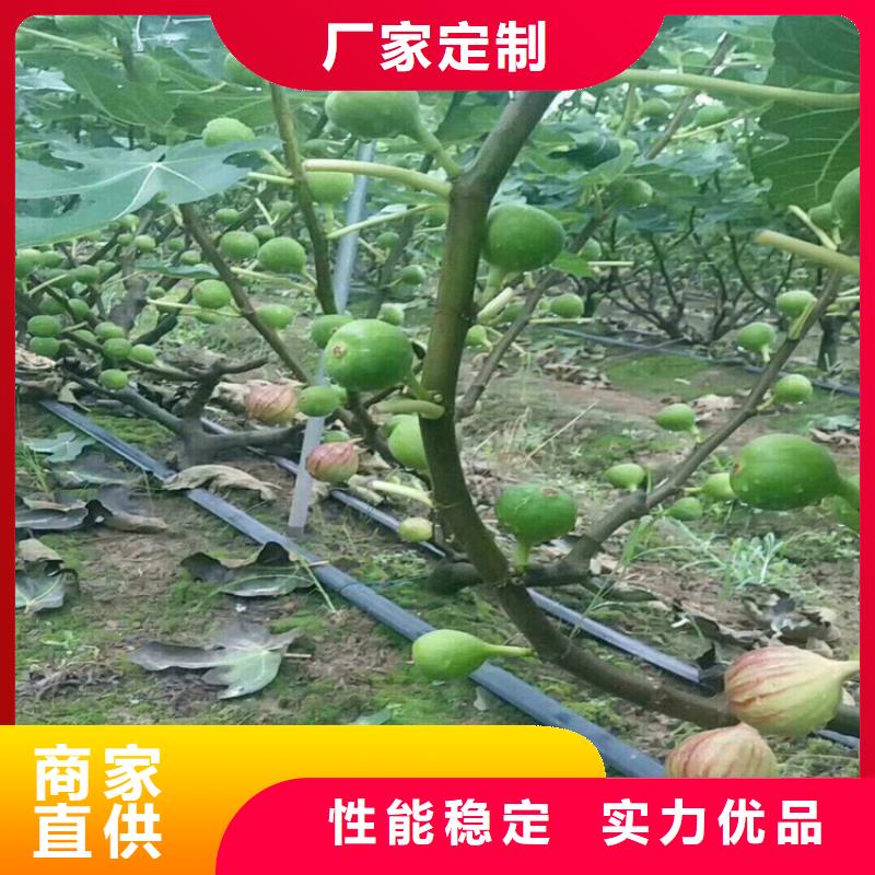 无花果苹果苗经久耐用