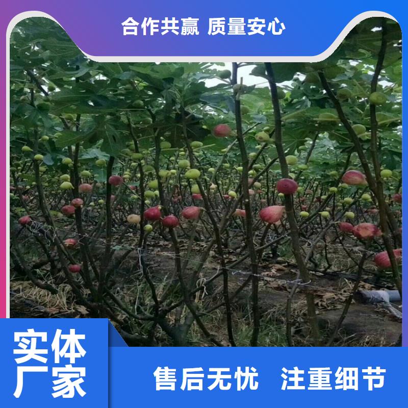 当年结果无花果树苗新奇品种