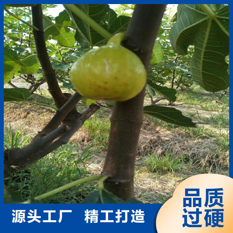 无花果石榴树专业厂家