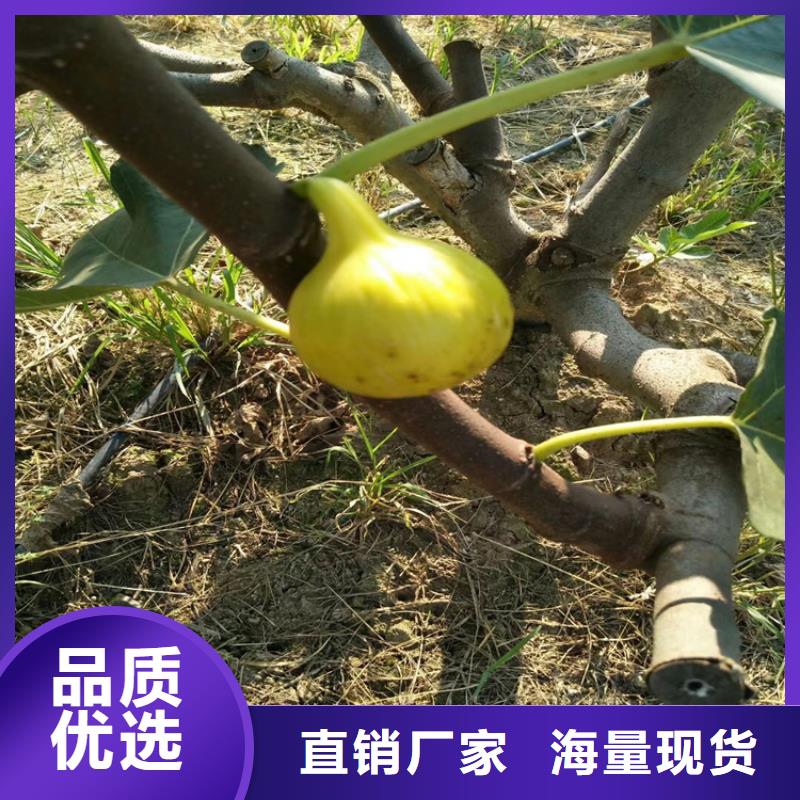 无花果树大棚种植/轩园园艺场