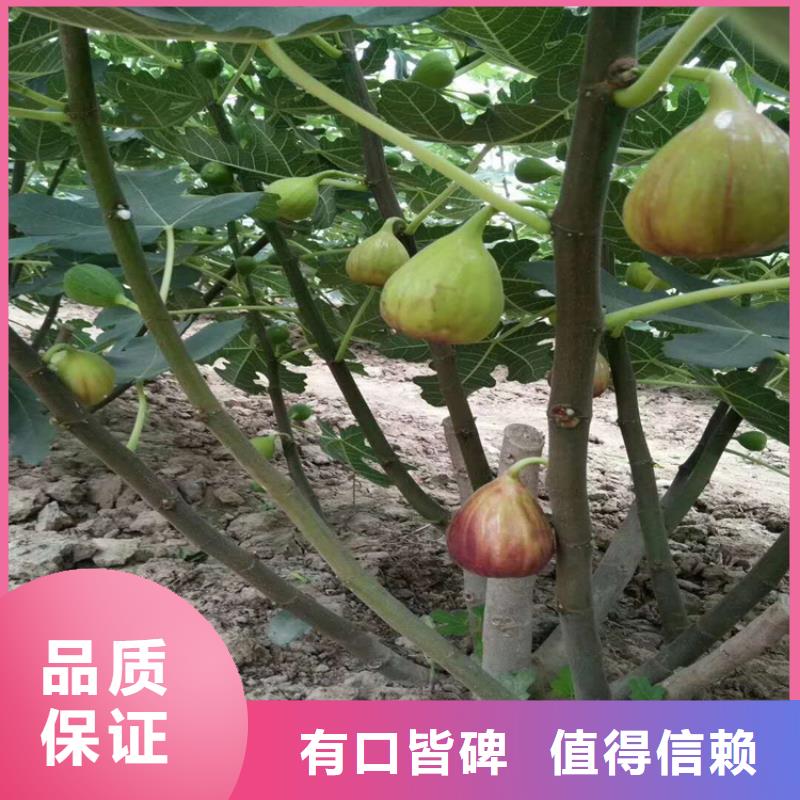 大青皮无花果苗种植方法/轩园园艺场