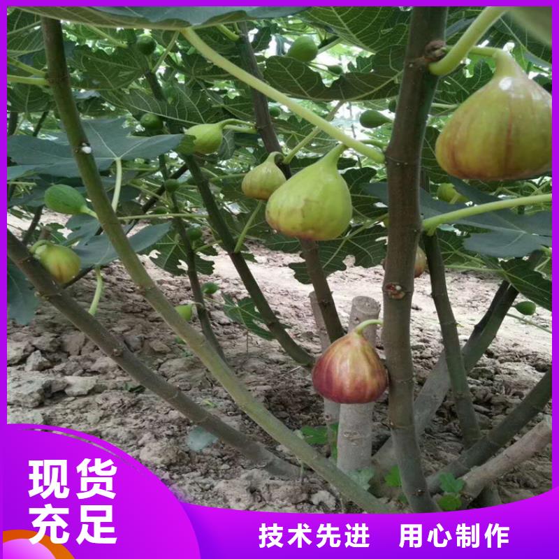 无花果樱桃苗专注细节使用放心