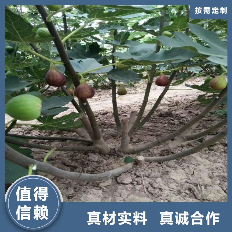 无花果,【苹果苗】好产品价格低