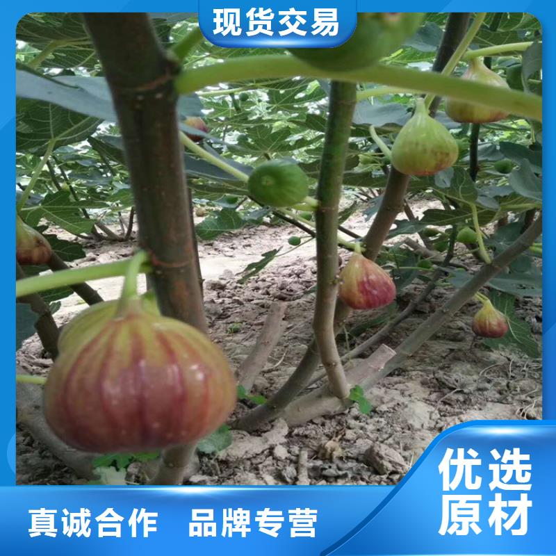 无花果树苗量多优惠