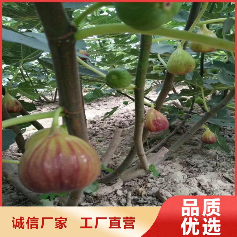 无花果樱桃苗随心所欲定制