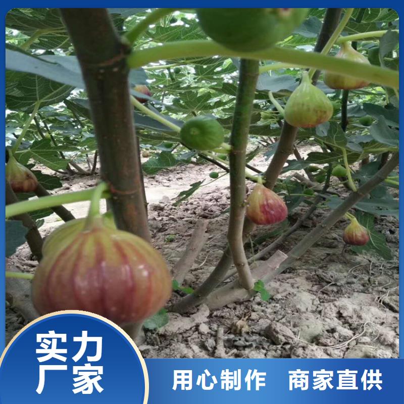 无花果樱桃苗每个细节都严格把关