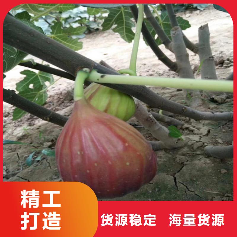 【无花果】苹果苗实体诚信经营