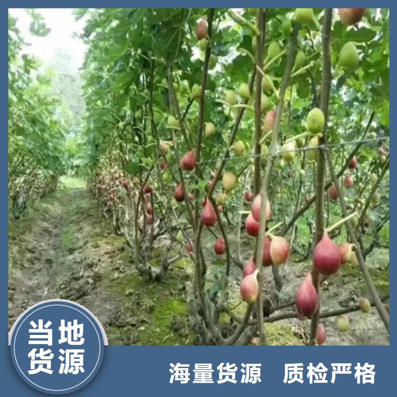 【无花果】苹果苗实体诚信经营