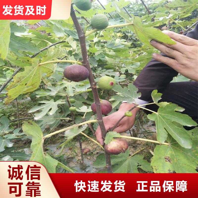 【无花果】樱桃苗来电咨询