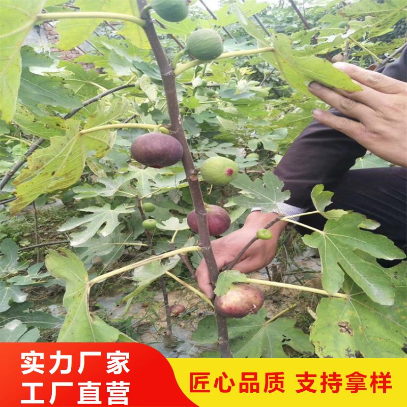 无花果树苗什么品种好/轩园园艺场