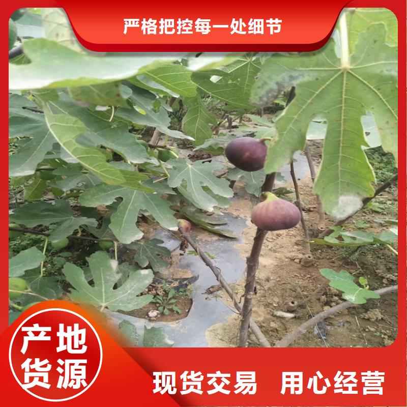 无花果樱桃苗每个细节都严格把关