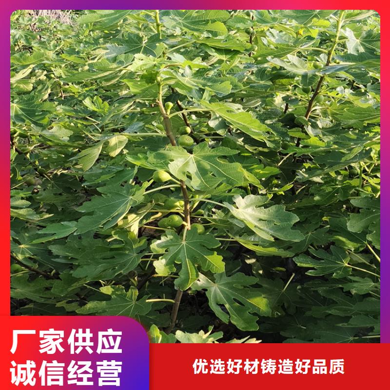 大青皮无花果苗种植方法/轩园园艺场