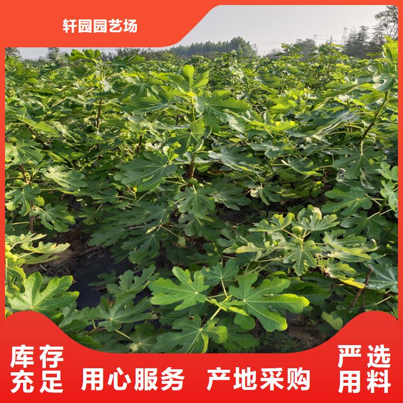 无花果蓝莓苗按需定制