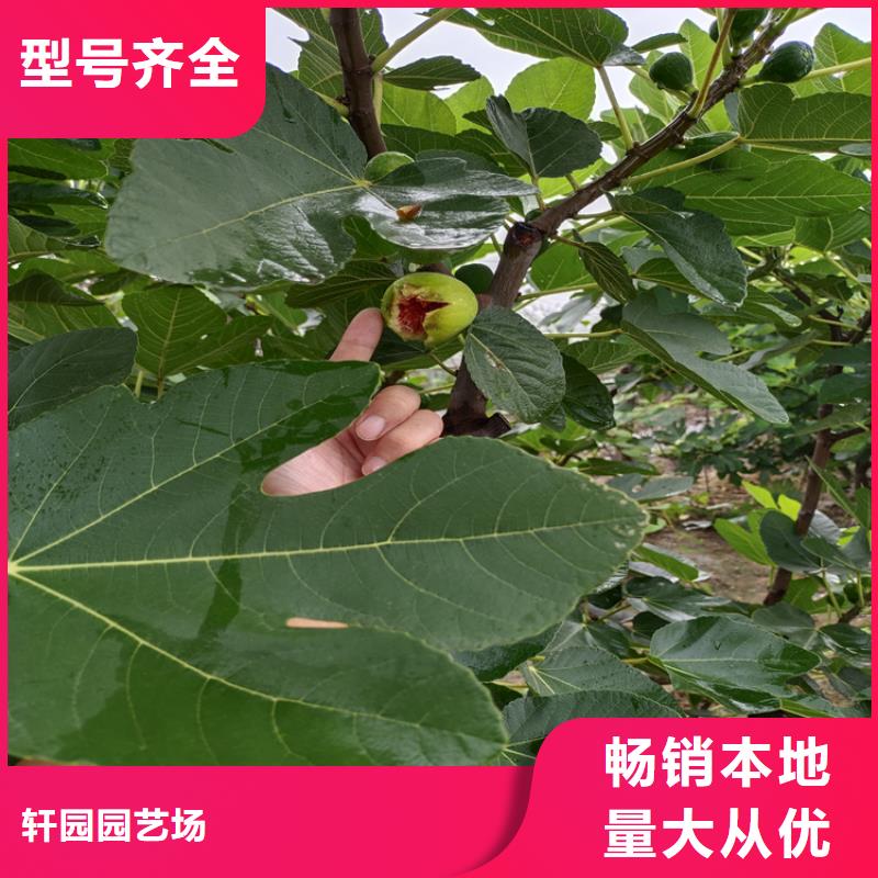 【无花果苹果苗经验丰富质量放心】