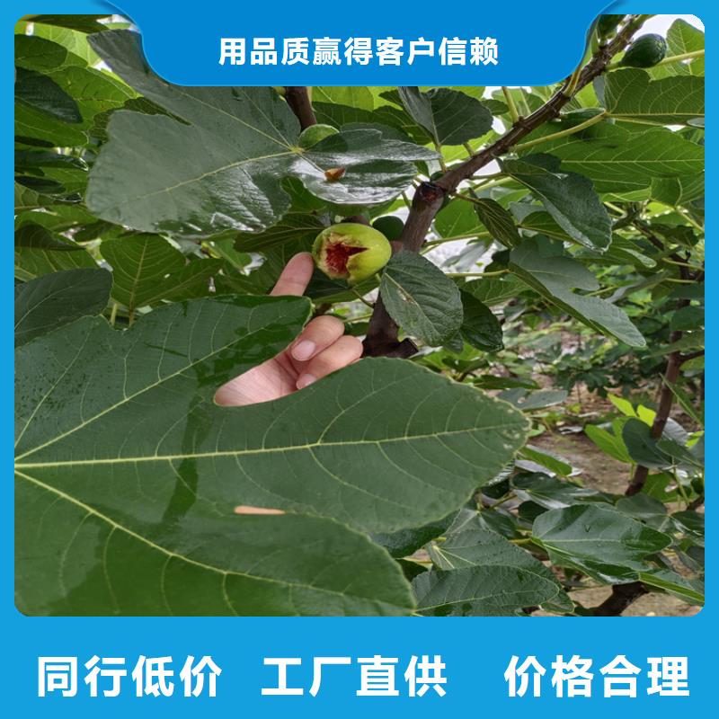 大青皮无花果苗新品种