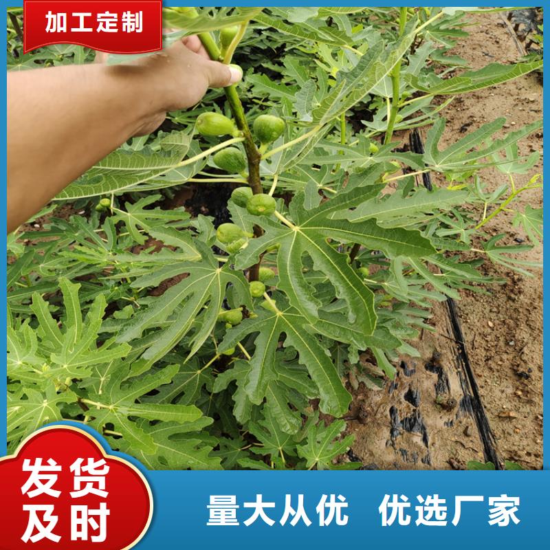 大青皮无花果苗种植方法/轩园园艺场