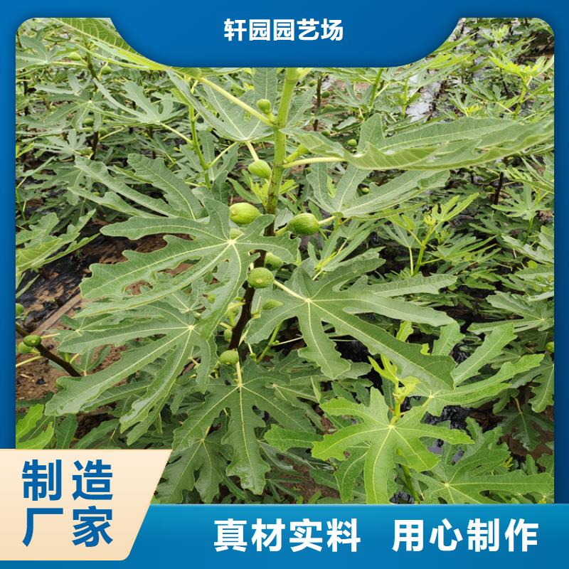 【无花果桃树苗欢迎新老客户垂询】