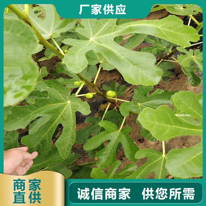 无花果樱桃苗随心所欲定制