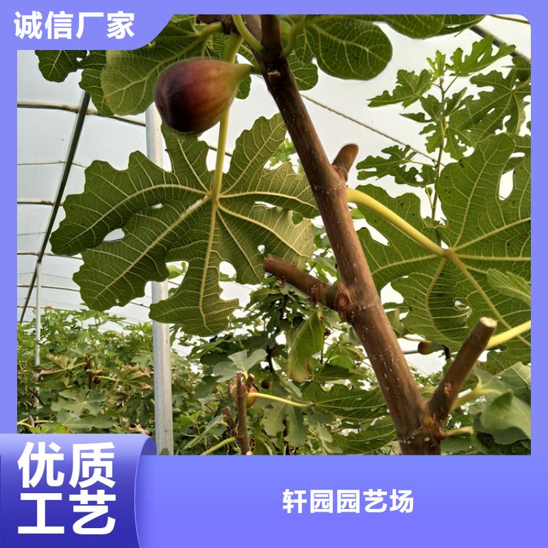 无花果石榴树厂家直营