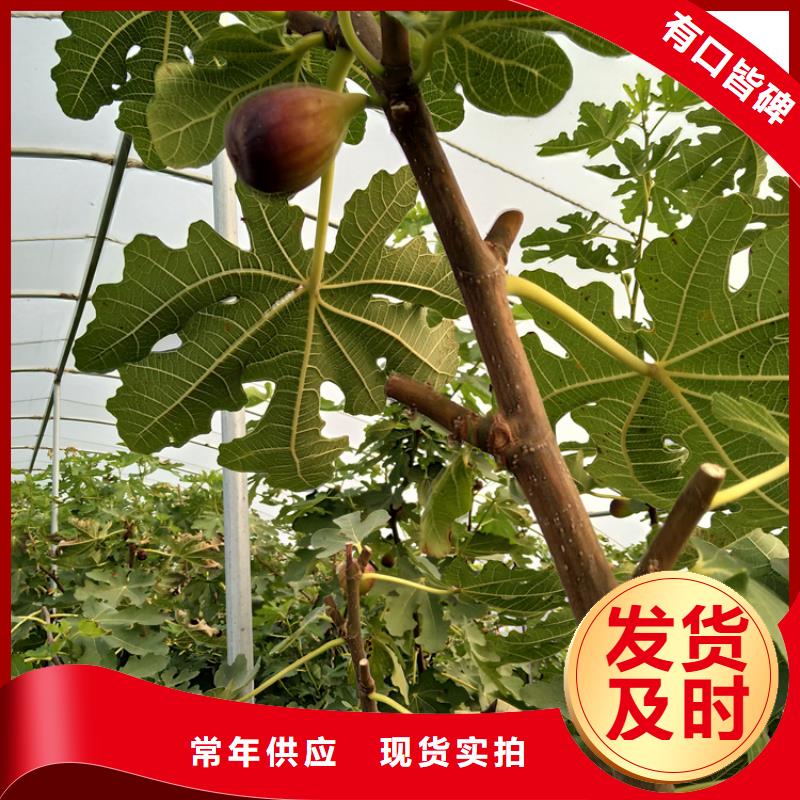 大青皮无花果苗种植方法/轩园园艺场